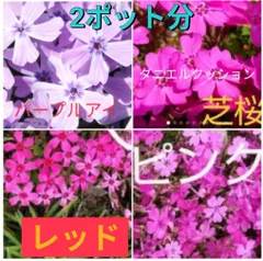 2025年最新】芝桜の人気アイテム - メルカリ