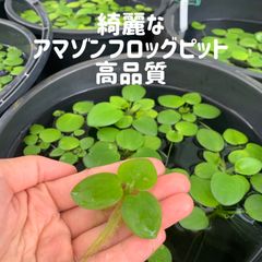 きれいなアマゾンフロッグピット2株（体験版）