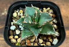 Agave Titanota アガベ チタノタ 夕映 老白鯨 子株 発根済み 送料込み