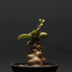 "Othonna herrei" オトンナ ヘレー【蛮鬼塔】　管理1302