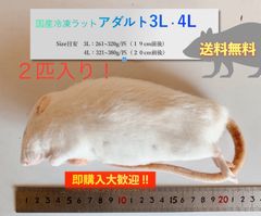【送料無料】国産冷凍ラットアダルト３L・４L ２匹入@即購入OK！北海道・沖縄の方も送料無料です！