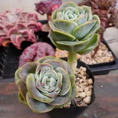 2025年最新】ラブリーローズ錦の人気アイテム - メルカリ