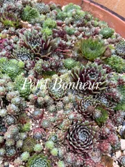 2025年最新】多肉植物 センペルビウムセットの人気アイテム - メルカリ