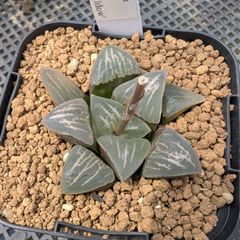 『BP』ハオルチア mutica 'White Widow'