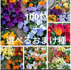 不詳/作者不詳/鉄砲百合/ユリ図/布袋屋掛軸HG-343 生花】鉄砲百合「真美白花」(2〜3輪付き)※木金届なし【早締切-74