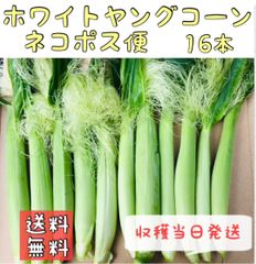 【11月発送】　野菜　ヤングコーン（ホワイトとうもろこし）　15