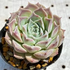 ヘレナhyb 多肉植物　エケベリア
