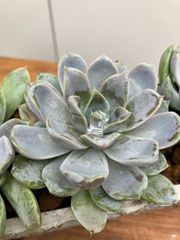 多肉植物　エケベリアスノーバニー　雪うさぎ　陶器鉢　寄植え　ガーデニング　オブジェ　リビング　テーブル　飾り棚　インテリア　グリーン　オフィス　ショップ　オシャレ　屋内　育てやすい　簡単　可愛い