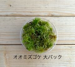 栽培ものオオミズゴケ 大パック 有福MOSS