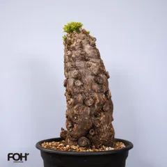 2025年最新】ムランジーナの人気アイテム - メルカリ