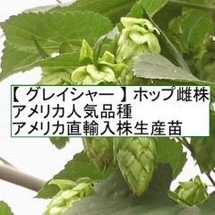 ホップ苗　グレイシャー 雌株　アメリカ人気品種 アメリカ直輸入株