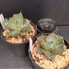 【チタノタ3種セット】黒犀牛　黒鯨　姫厳竜　鉢ごとメルカリ便発送 アガベ チタノタ銘品3種セット（白鯨・赤猫・黒火焔）3.5号鉢