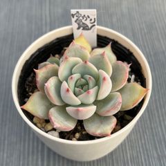 【アシュリー】★韓国苗★多肉植物★エケベリア★カット苗★