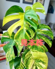 モンステラ　デリシオーサ ‘Gold Monster’ 新種　黄金葉　中小株 モンステラ デリシオーサ Monstera deliciosa 'Gold Monster' 新種