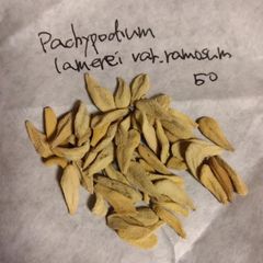 パキポディウム・ラモスム 種子50粒 Pachypodium lamerei var. ramosum