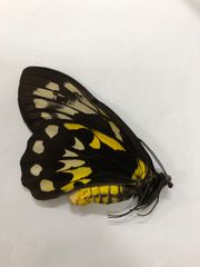 蝶の標本★マライタ島産ビクトリアトリバネアゲハ♀