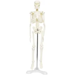 [送料込]ホワイト（台座・三つ足） モノライフ 人体骨格模型 骨格標本 稼動 直立 スタンド 教材 45cm 1/4 モデル ホワイト(台座 三つ足)