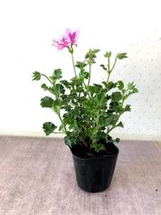 ハーブゼラニウム　ライム　3.5号　自家栽培　希少品種　観葉植物　家庭菜　蚊連草