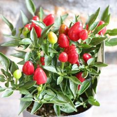 観賞用トウガラシ ポコアポコ レッド 3〜3.5号ポット苗 【3株販売】 寄せ植え 鉢植え 花壇 お洒落 おしゃれ 可愛い かわいい カラフル 夏の花 秋の花 花 苗 初心者