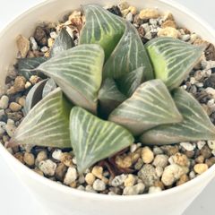 【多肉植物】ハオルチア・バディア　Haworthia mirabilis var.badia
