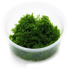 ヨロイモグラゴキブリ の餌に ユーカリ プンクタータ 3L 1袋