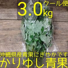 沖縄県産　フーチバー（ニシヨモギ）　約３kg  【クール便】④