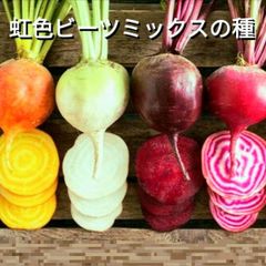 根菜類の種(ビーツ、ラディッシュ)