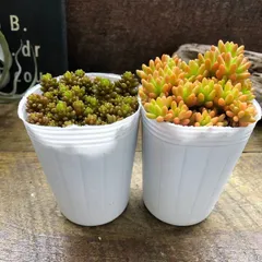 ポットごと♡２個セット♡モリモリ♡レッドベリー♡虹の玉♡多肉植物♡セダム