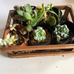 多肉植物の寄せ植え