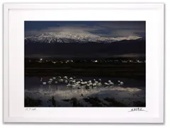 ナンシー ガン、「Trumpeter Swan（白鳥）」、☆極希少画集☆