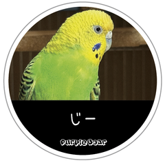 送料無料　セキセイインコ　インコ「インコ　じー　ステッカー」（約６０ｍｍ×約６０ｍｍ）