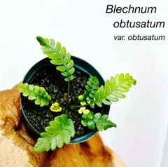 Blechnum obtusatum var. （ブレクナム・オブツサタム） - メルカリ