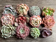 コロ多肉‪ ✩*.゜おまかせギフト 12苗セット✩.*˚‪お名前付き