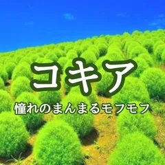 2024年最新】コキア ほうきの人気アイテム - メルカリ