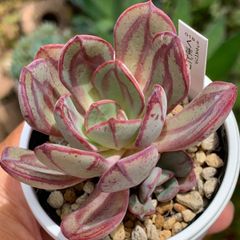 超レア品種！★くまどり（子株付き） 多肉植物（土・白プラポット付）自家栽培 国産