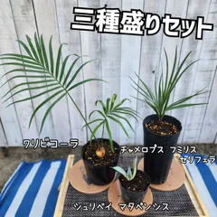 チャメロプス セリフェラ deep split 8号 81cm 2025年最新】チャメロップス セリフェラの人気アイテム - メルカリ