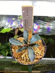 ブセファランドラsp.ダイヤモンドダスト【カミハタ】 ブセファランドラsp.ダイヤモンドダスト【カミハタ】