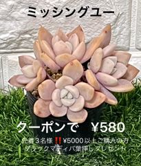 ミッシングユー  多頭  多肉植物 多肉