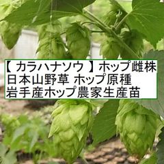 ホップ苗　カラハナソウ 唐花草 雌株 ホップ原種 岩手産ホップ苗農家生産株