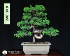 糸魚川真柏（捻転幹・シャリ）小品盆栽 【泰寿園 Online】現品 一点物 真柏 松柏 松 初心者 室内 鑑賞 趣味 卓上盆栽 盆栽鉢 グリーン 和 ギフト プレゼント 贈答品 誕生日 母の日 父の日 敬老の日 記念日 お祝い 優良葉性 インテリア 5