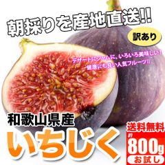 いちじく お試し 和歌山県産 訳あり イチジク  800ｇ【400g×2パック】発送開始予定日:8月上中旬〜