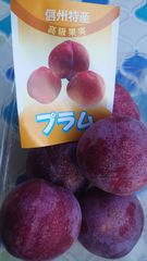 長野県産 プラム 24玉 甘くて美味しい💕