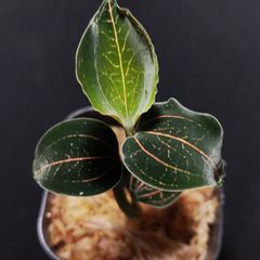 Jewel orchid (ジュエルオーキッド)