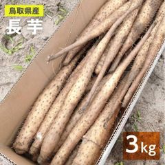 【家庭用】砂丘ながいも 長芋 とりたて 3kg程度 とろろ ねばり 山芋 自然薯