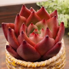 MA124	プリモリ	【イータニク】多肉植物　韓国苗　第四種郵便発送