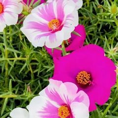 巨大輪　　　松葉ボタン (中大苗) 花色Mix　　1苗