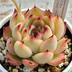 自家交配実生！★プリドニス×チワワエンシスルビーブラッシュ 多肉植物（抜き苗・速達付）自家栽培 国産