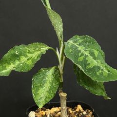 【抜き苗】アグラオネマ  ピクタム  トリカラー  #760  /  観葉植物