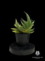 ▪️NEW Sansevieria