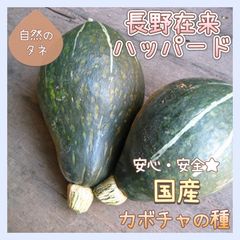 【国内育成・採取】 長野在来ハッパード 家庭菜園 種 タネ カボチャ 南瓜 野菜